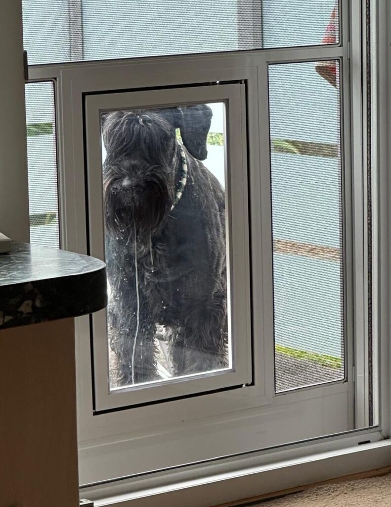 Riesenschnauzer schaut durch die Hundeklappe einer Insektenschutztür