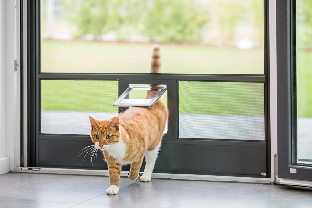 Katze geht durch die Katzenklappe einer Insektenschutztür